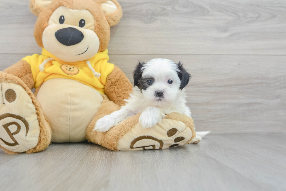 Playful Shichon Designer Puppy