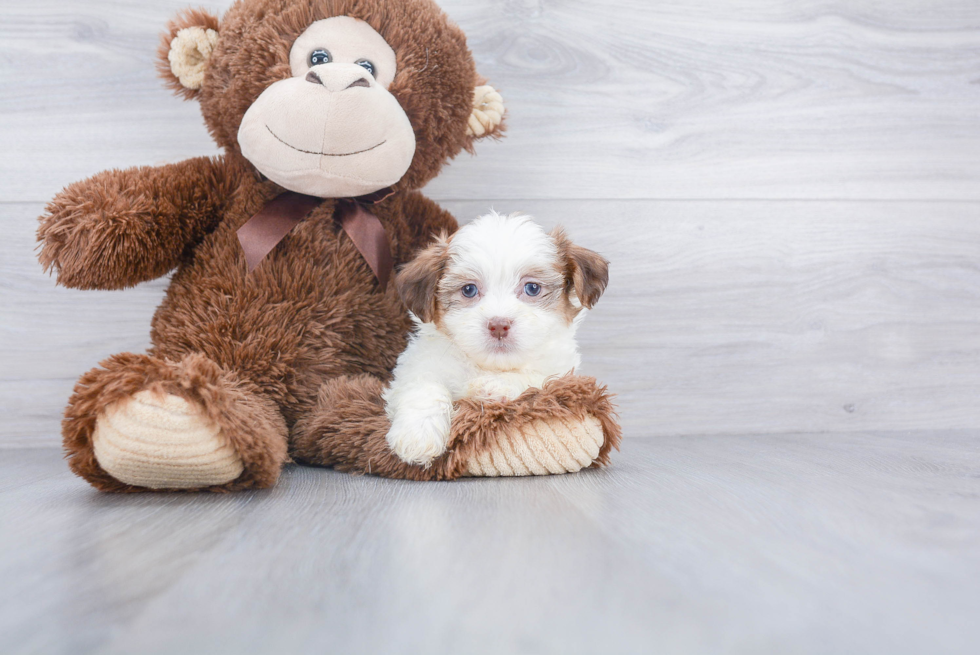 Cute Teddy Bear Baby