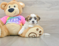7 week old Teddy Bear Puppy For Sale - Premier Pups