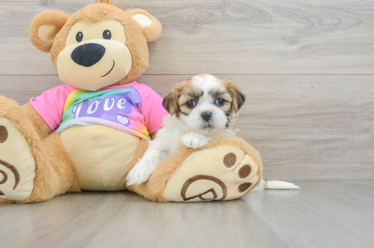 Teddy Bear Pup Being Cute