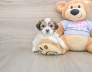 8 week old Teddy Bear Puppy For Sale - Premier Pups