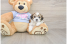 Playful Shit Designer Puppy