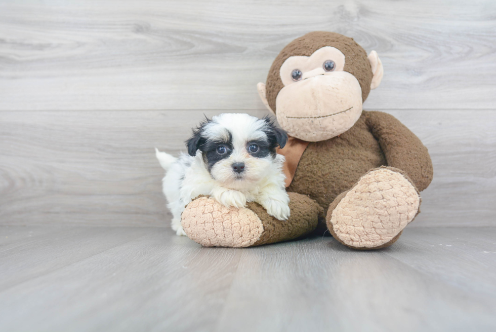 Teddy Bear Pup Being Cute