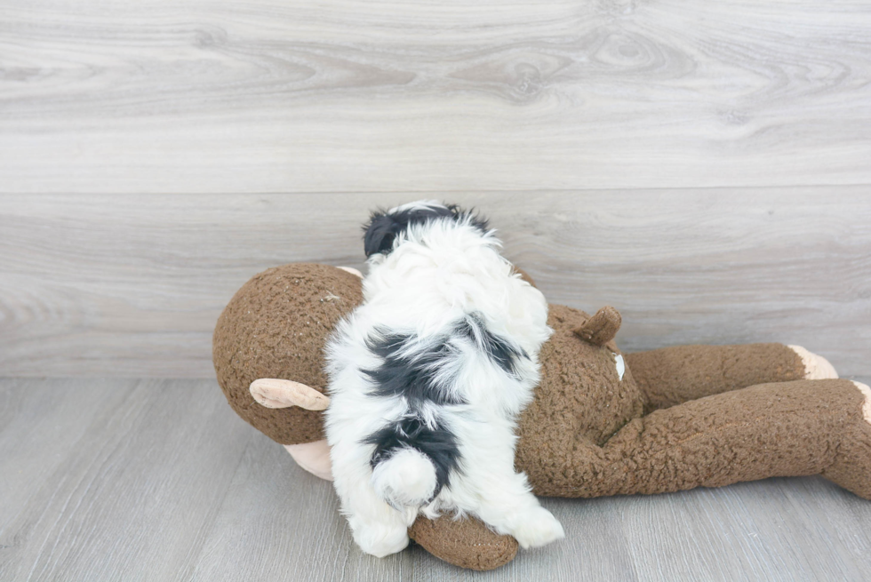 Teddy Bear Pup Being Cute