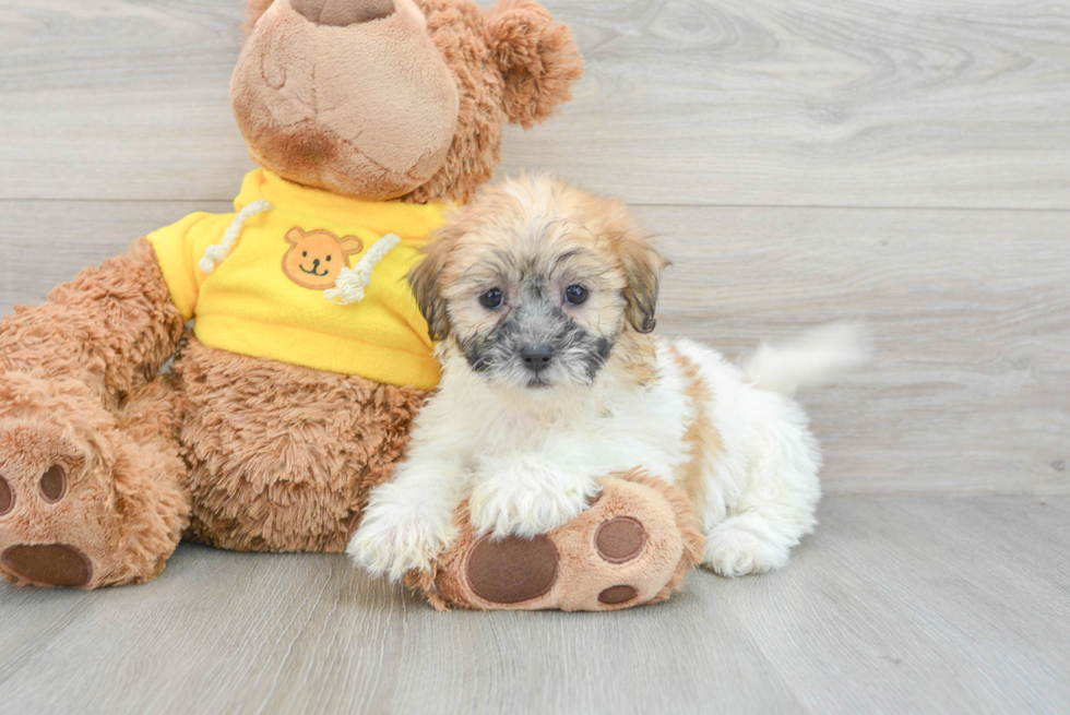 Teddy Bear Puppy for Adoption