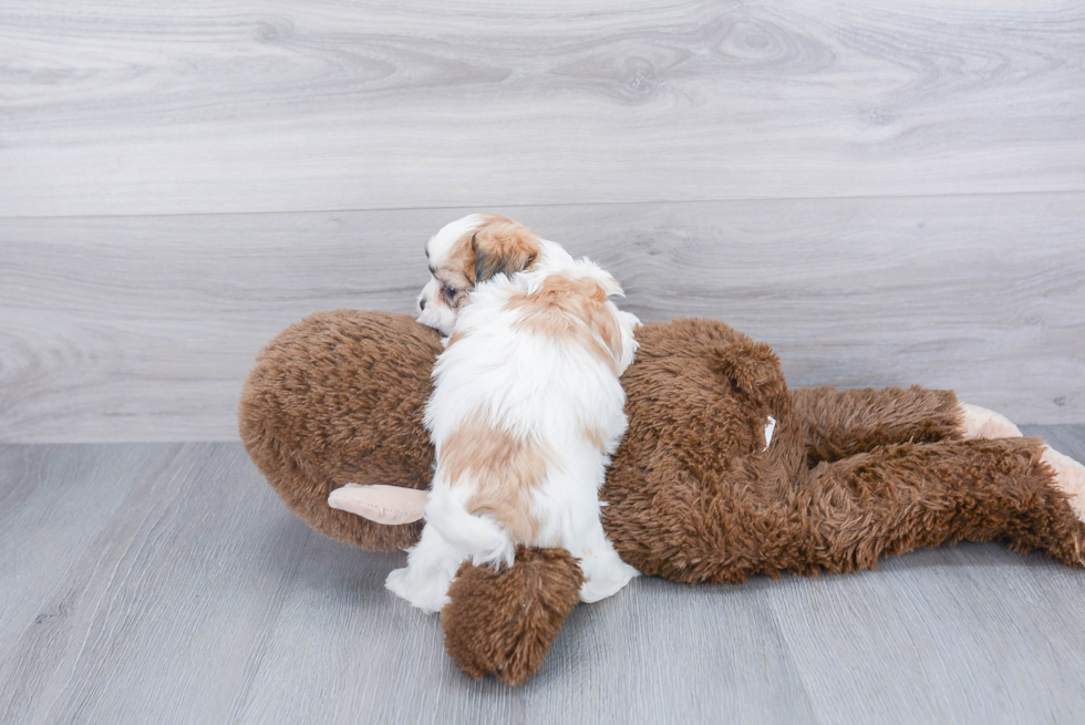 Teddy Bear Pup Being Cute