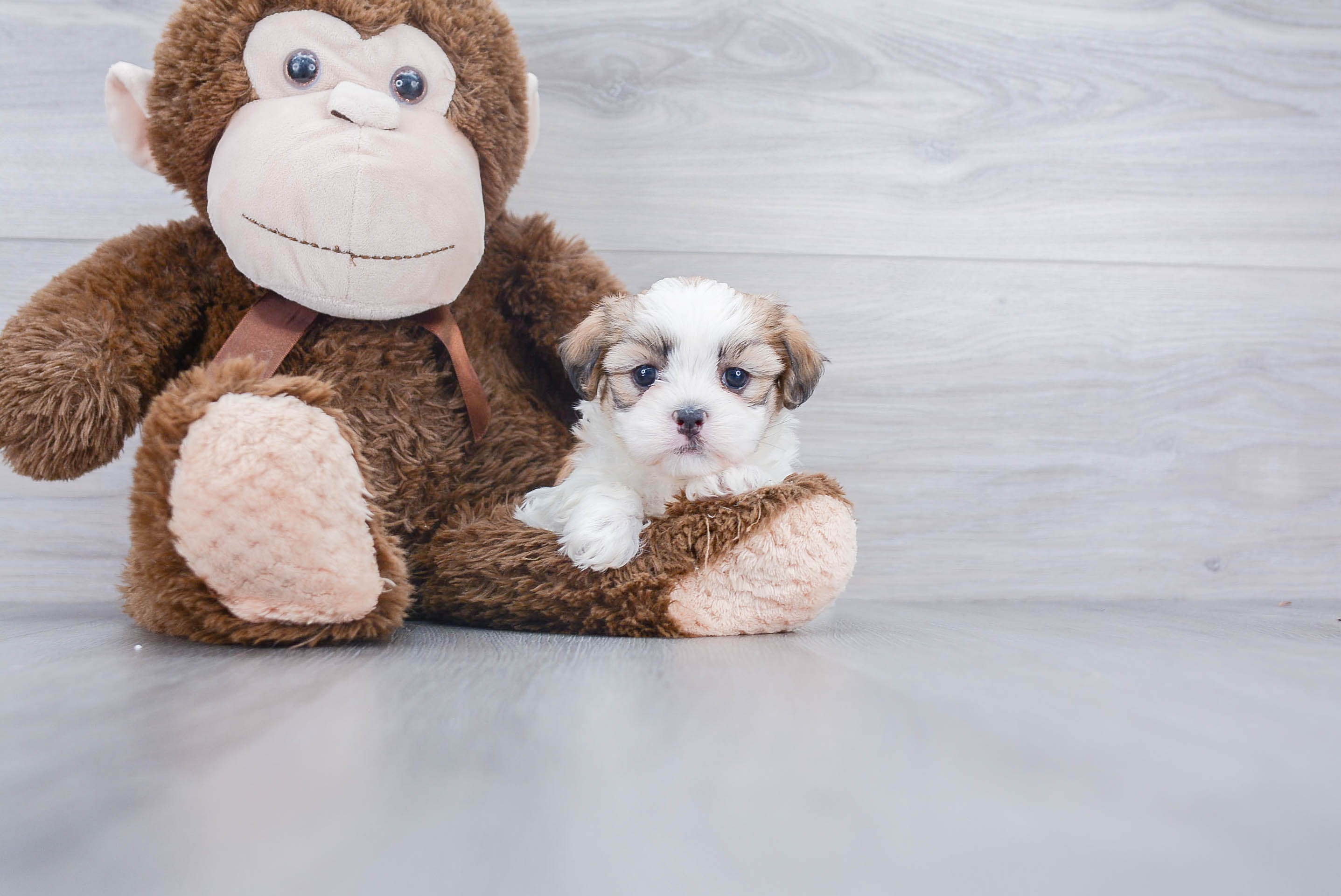 Teddy Bear Puppy for Adoption