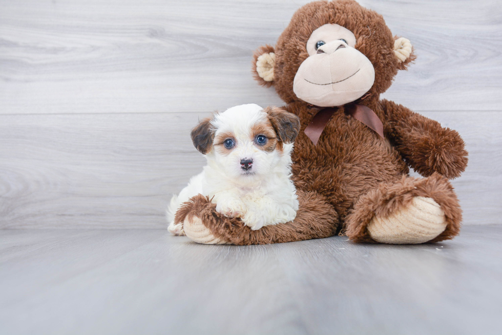 Teddy Bear Pup Being Cute