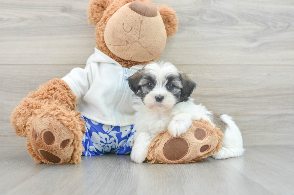 6 week old Teddy Bear Puppy For Sale - Premier Pups