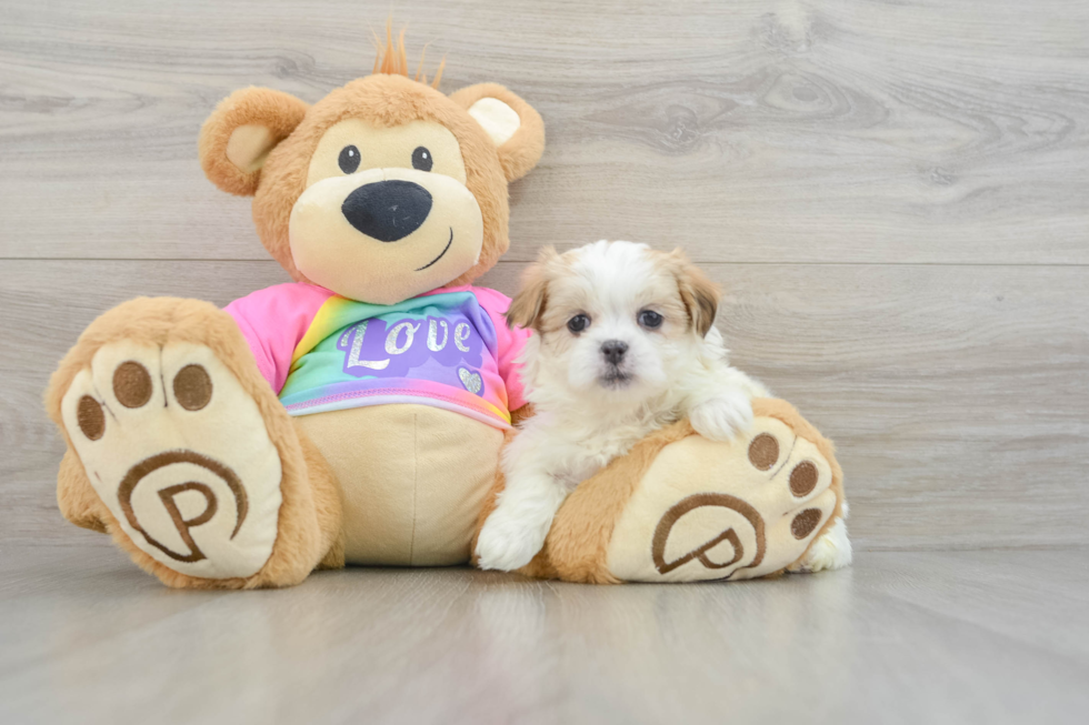 Teddy Bear Puppy for Adoption