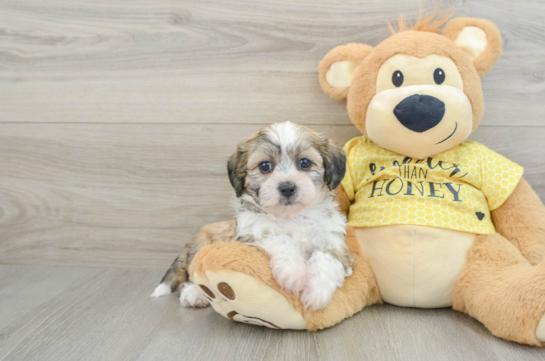 Teddy Bear Pup Being Cute