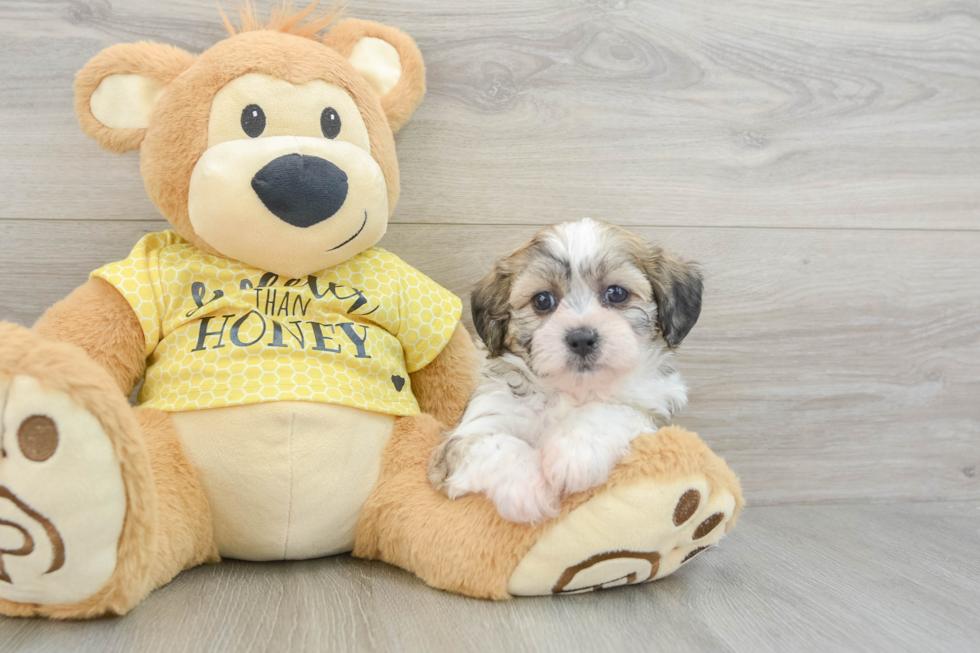 Energetic Shichon Designer Puppy