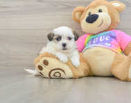 8 week old Teddy Bear Puppy For Sale - Premier Pups