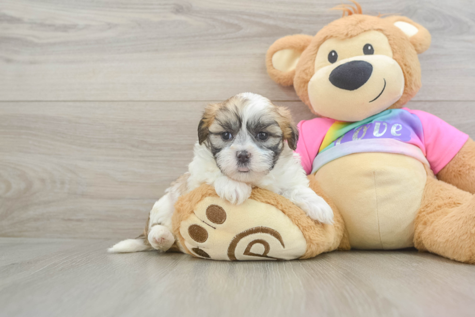 Best Teddy Bear Baby