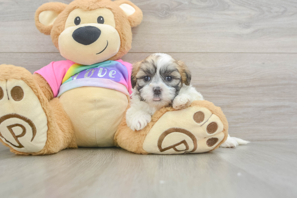 Teddy Bear Pup Being Cute