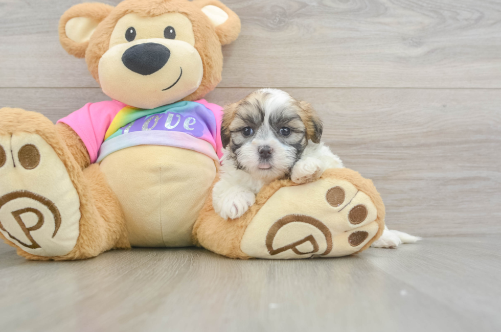 5 week old Teddy Bear Puppy For Sale - Premier Pups