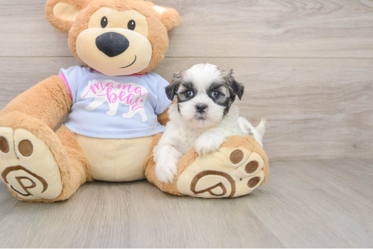 Energetic Shitzu Designer Puppy
