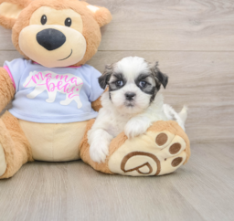 6 week old Teddy Bear Puppy For Sale - Premier Pups