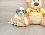 8 week old Teddy Bear Puppy For Sale - Premier Pups