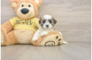 Petite Teddy Bear Designer Pup