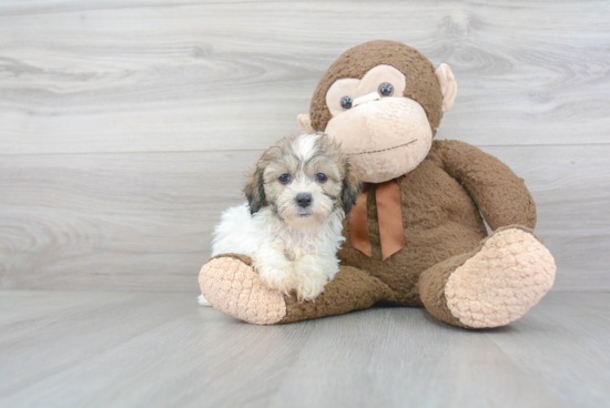 Smart Teddy Bear Designer Pup