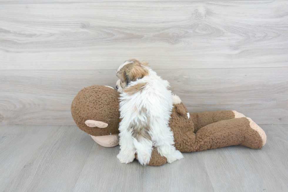 Teddy Bear Pup Being Cute