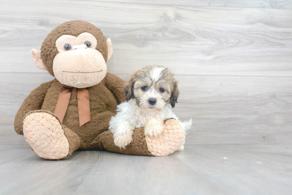 Funny Teddy Bear Designer Pup