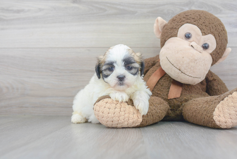 Happy Teddy Bear Baby