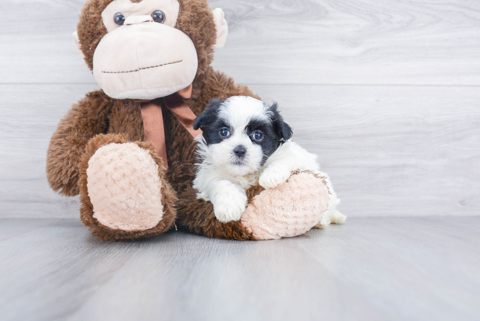 Teddy Bear Pup Being Cute