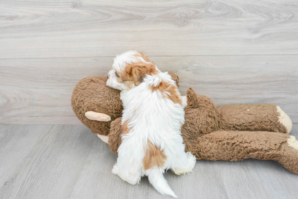 Teddy Bear Pup Being Cute