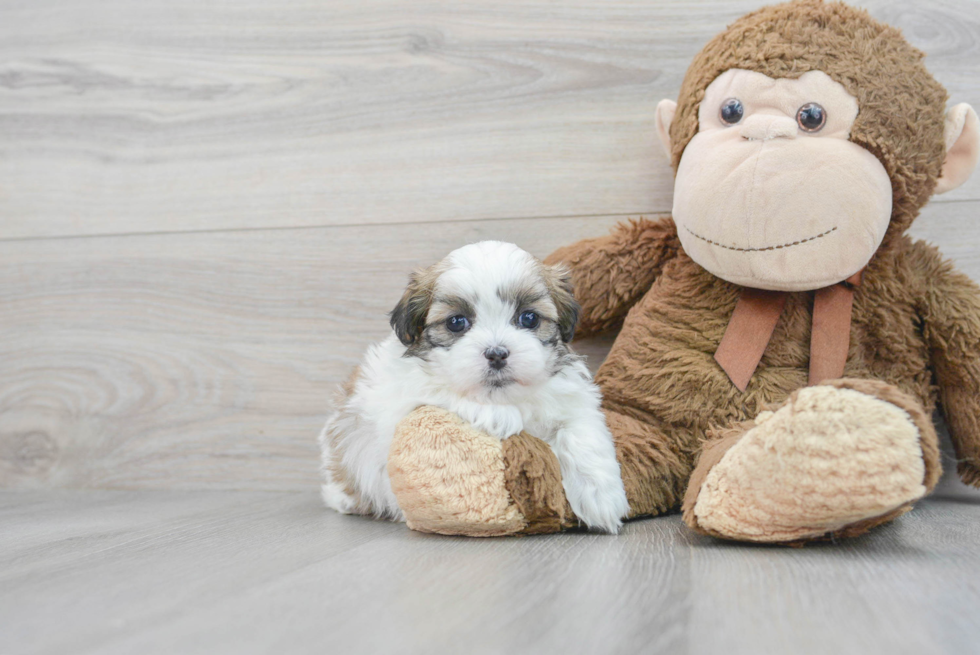 Teddy Bear Pup Being Cute