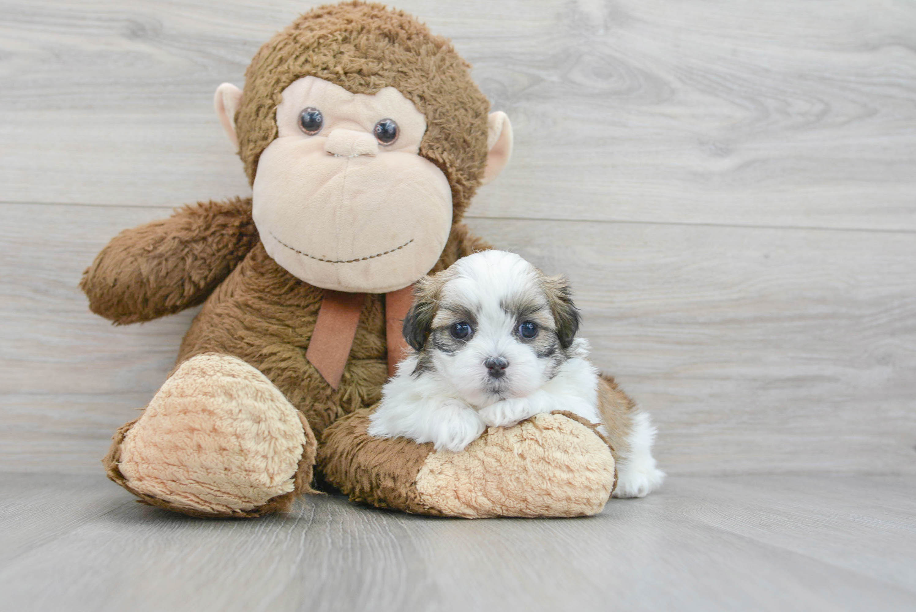 Teddy Bear Puppy for Adoption