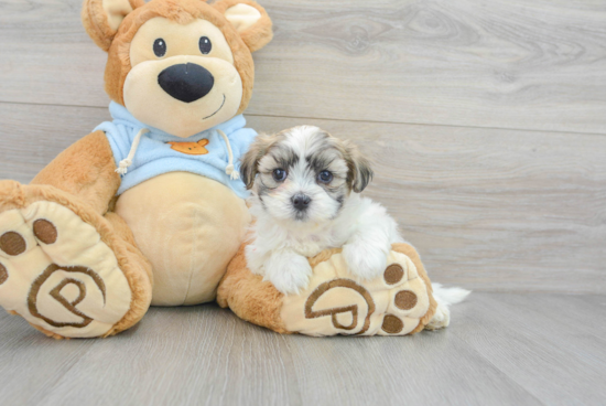 Teddy Bear Puppy for Adoption