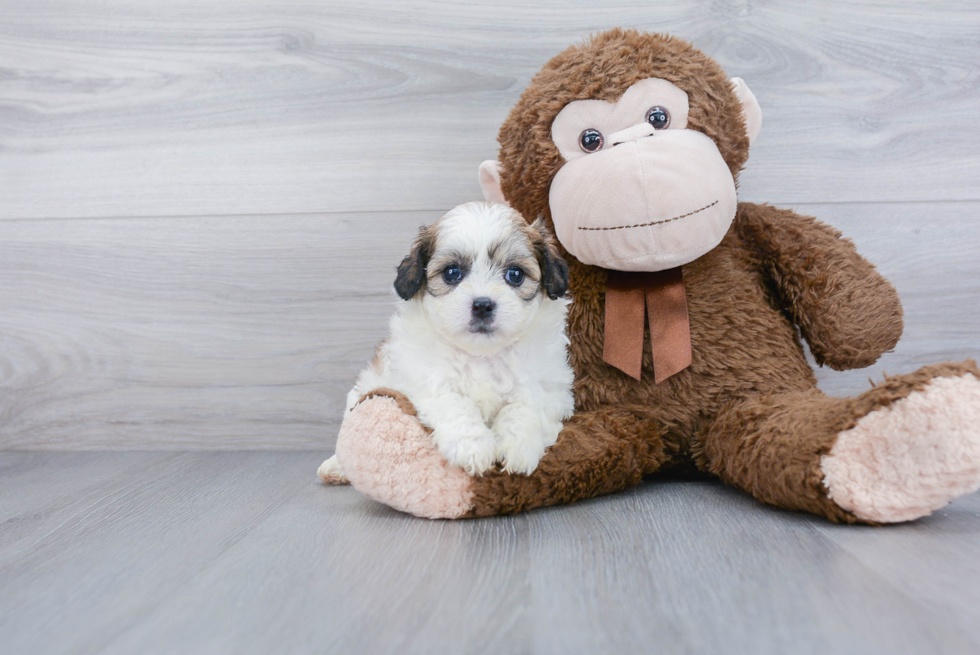 Teddy Bear Pup Being Cute