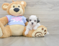 7 week old Teddy Bear Puppy For Sale - Premier Pups