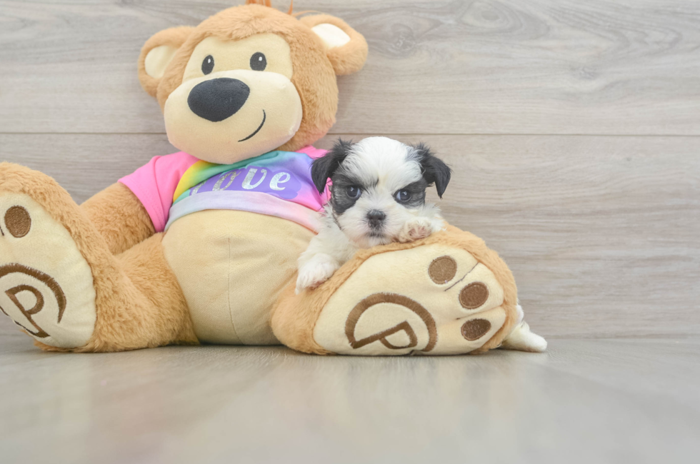 5 week old Teddy Bear Puppy For Sale - Premier Pups