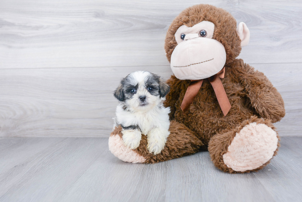 Teddy Bear Pup Being Cute