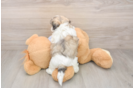 Energetic Shit Designer Puppy