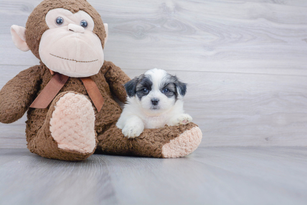 Adorable Shichon Designer Puppy