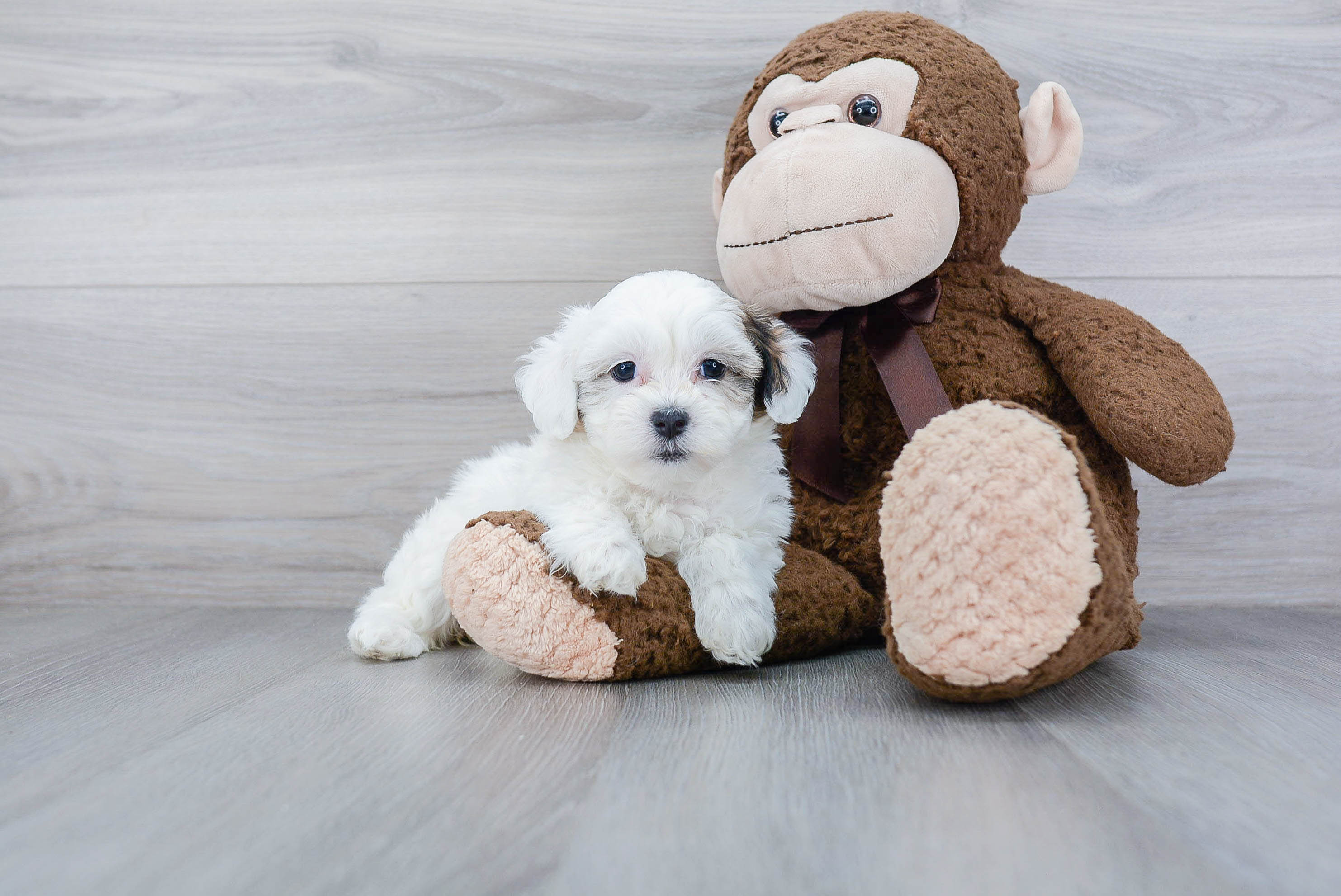Teddy Bear Puppy for Adoption