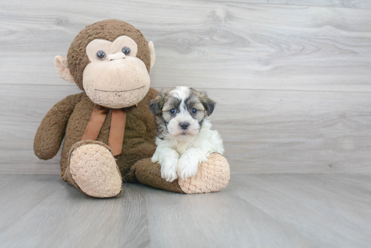 Teddy Bear Pup Being Cute