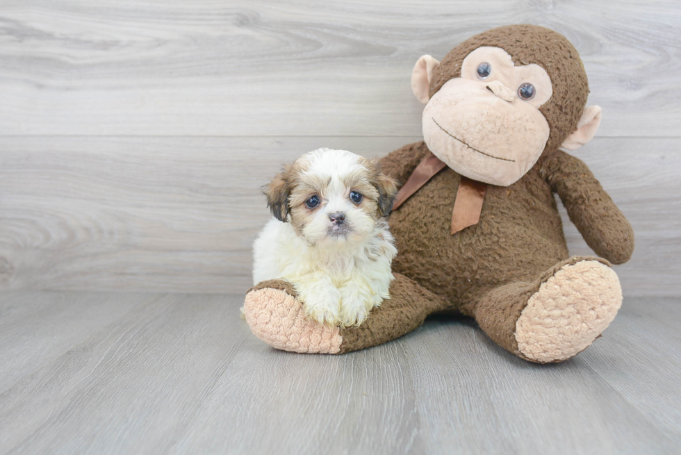 Happy Teddy Bear Baby