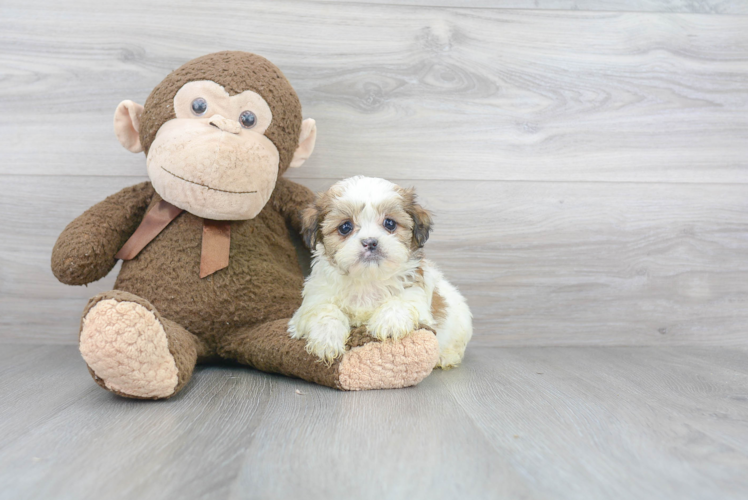 Teddy Bear Pup Being Cute