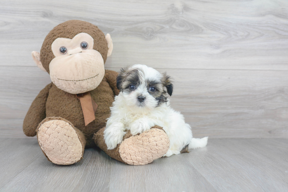 Teddy Bear Pup Being Cute