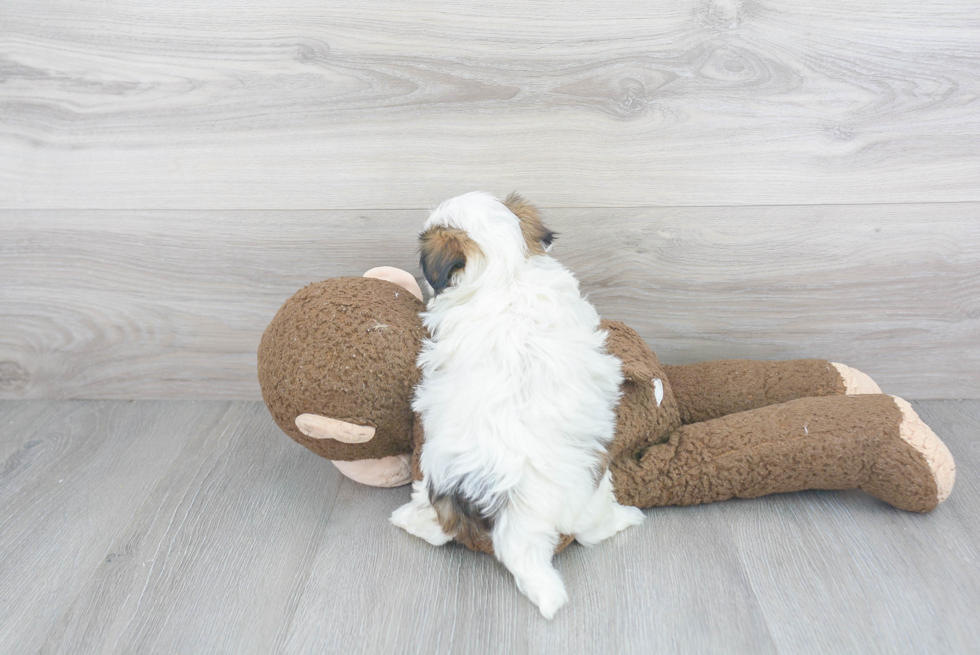 Teddy Bear Pup Being Cute