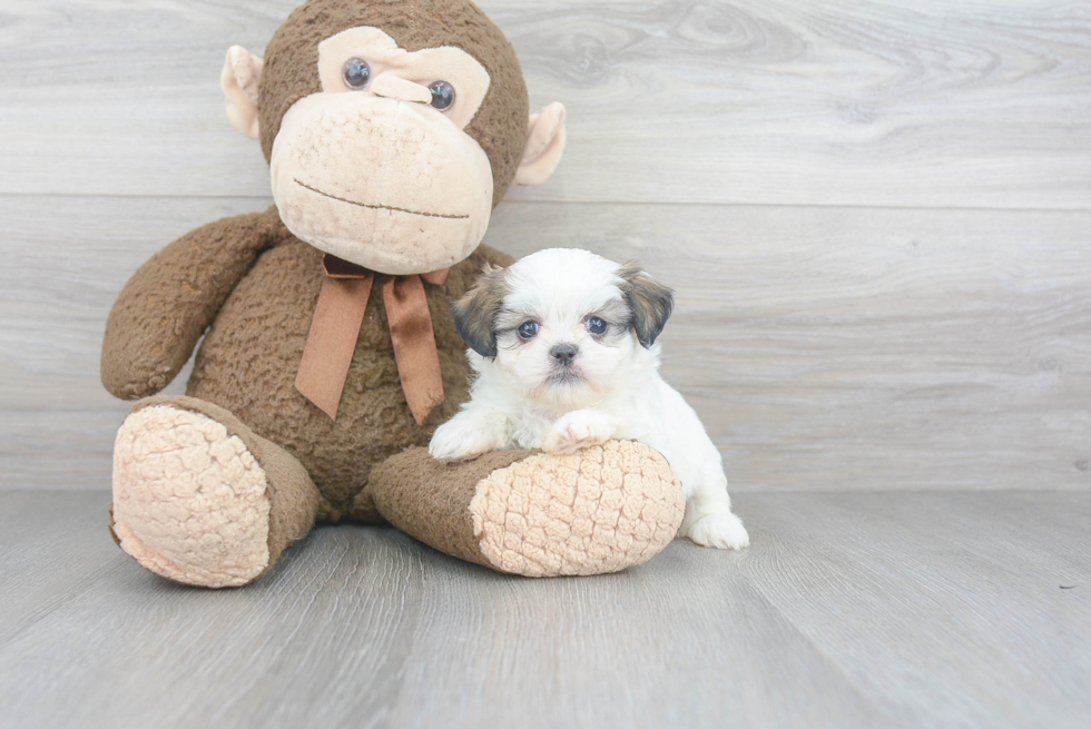 Teddy Bear Pup Being Cute