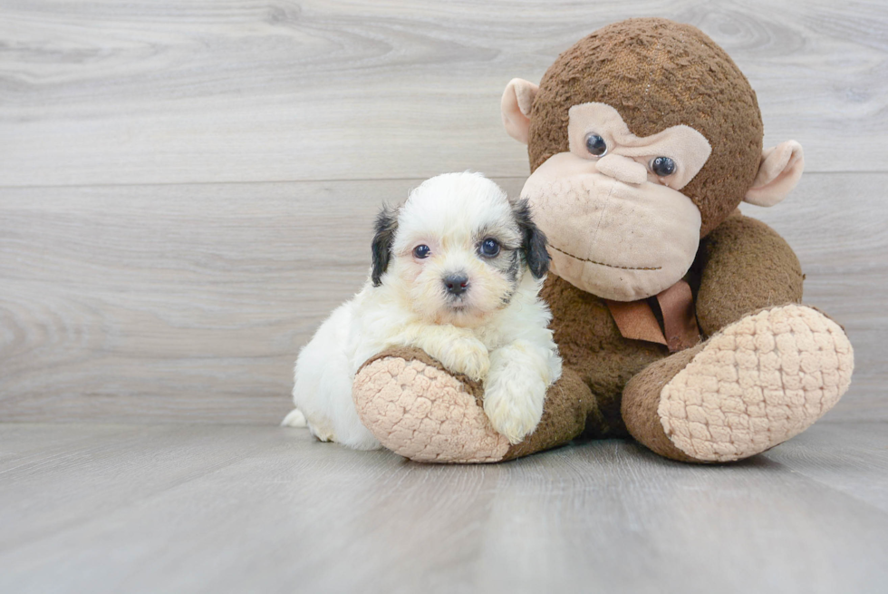 Popular Teddy Bear Designer Pup