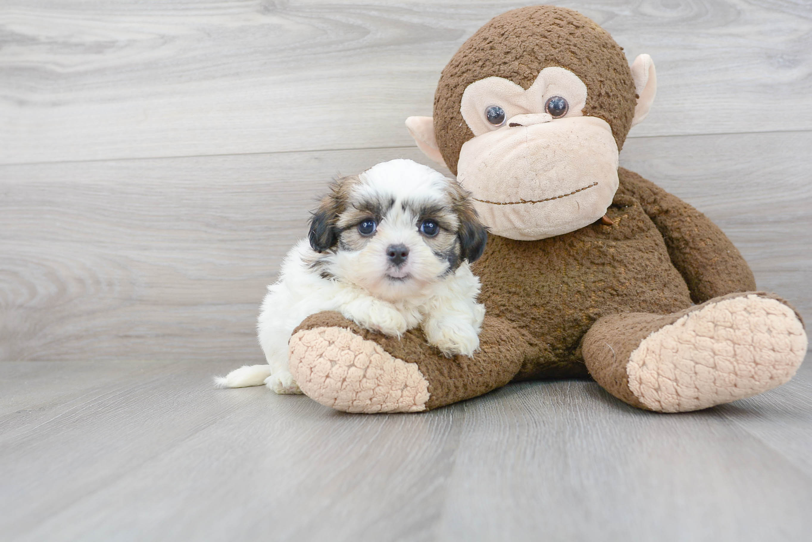 Energetic Shi Chon Designer Puppy