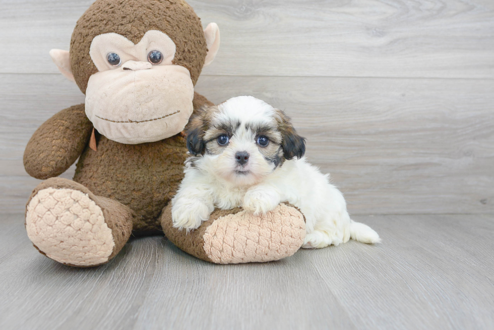 Teddy Bear Pup Being Cute