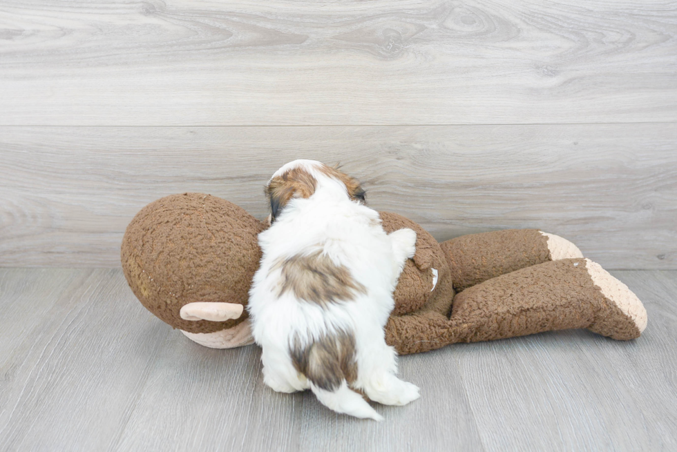 Teddy Bear Pup Being Cute